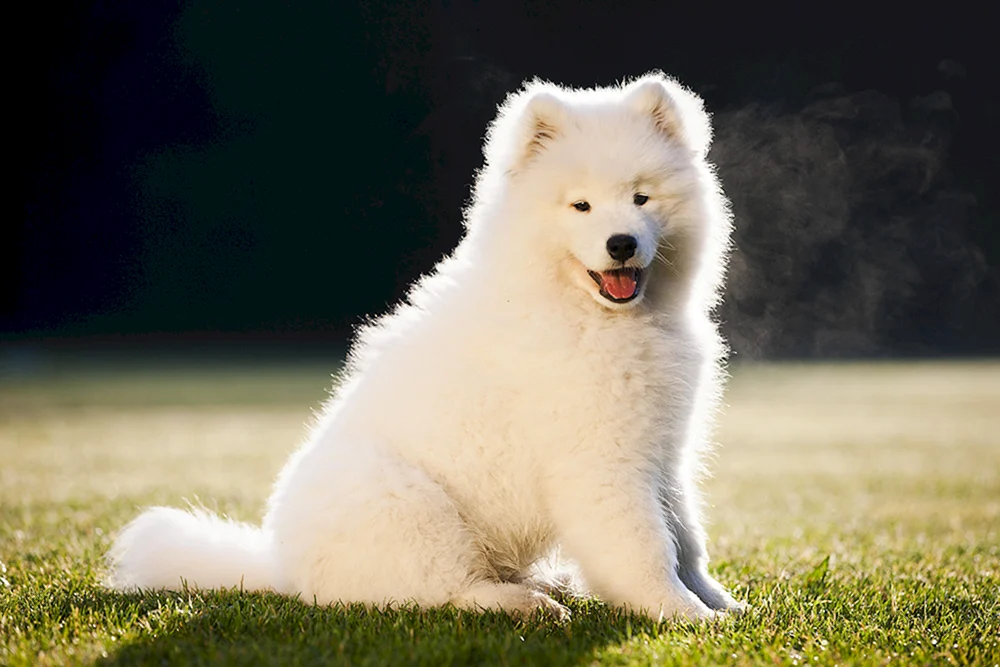 Samojedenhund