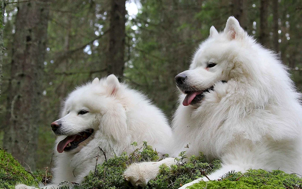 Samoed Husky Hund