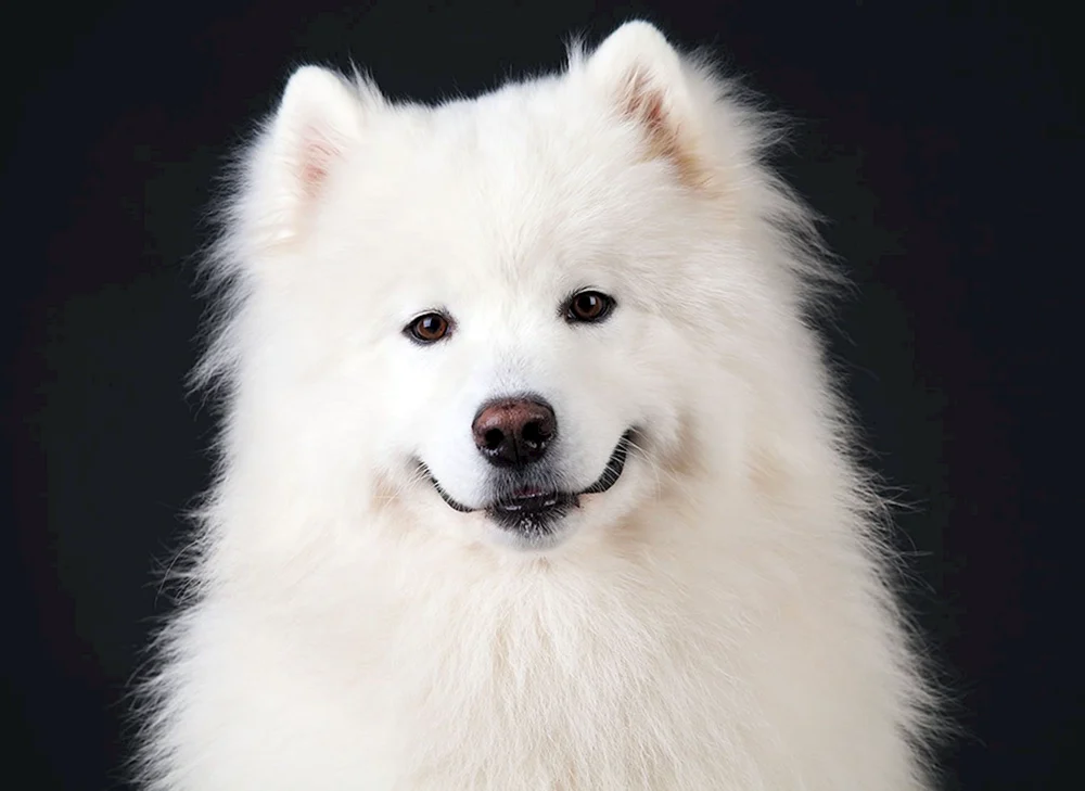 Laika Samojede