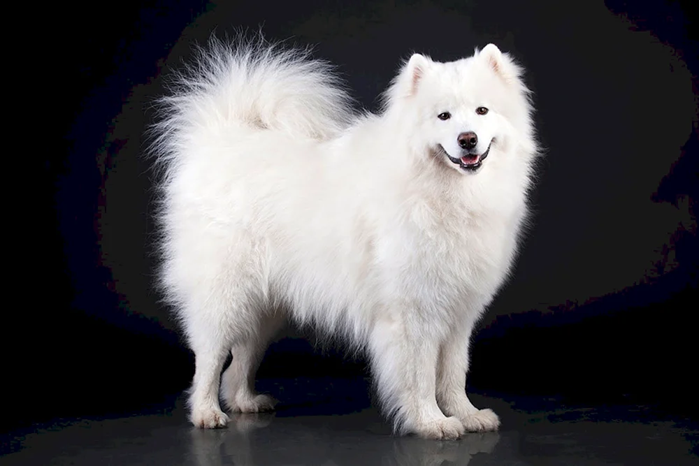Samojeden Hund