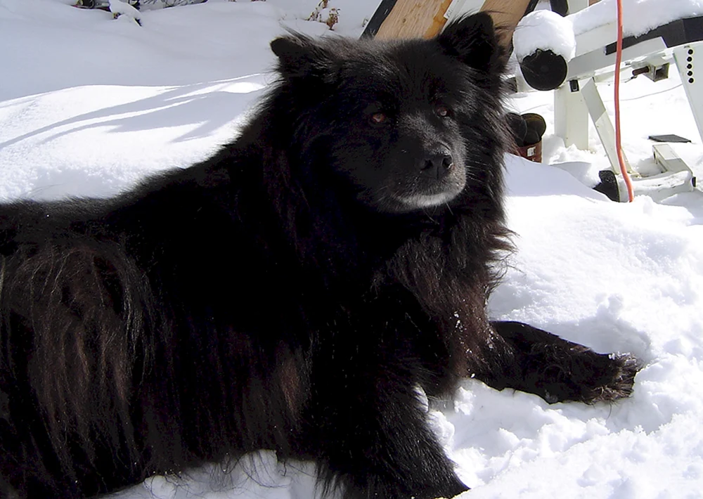 Schwedische Lapphundrasse