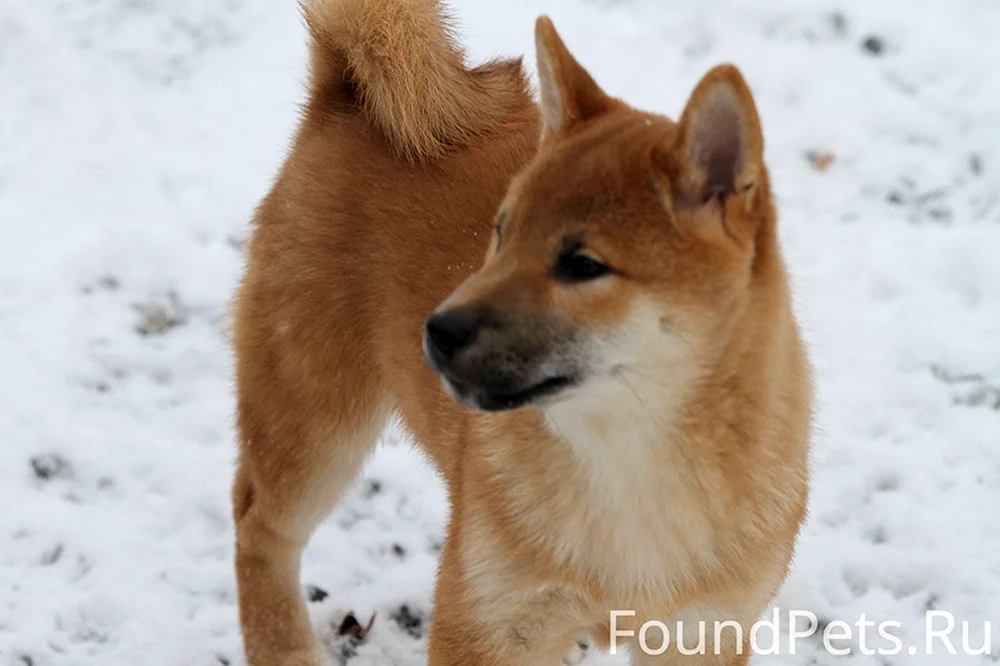 Akita inu