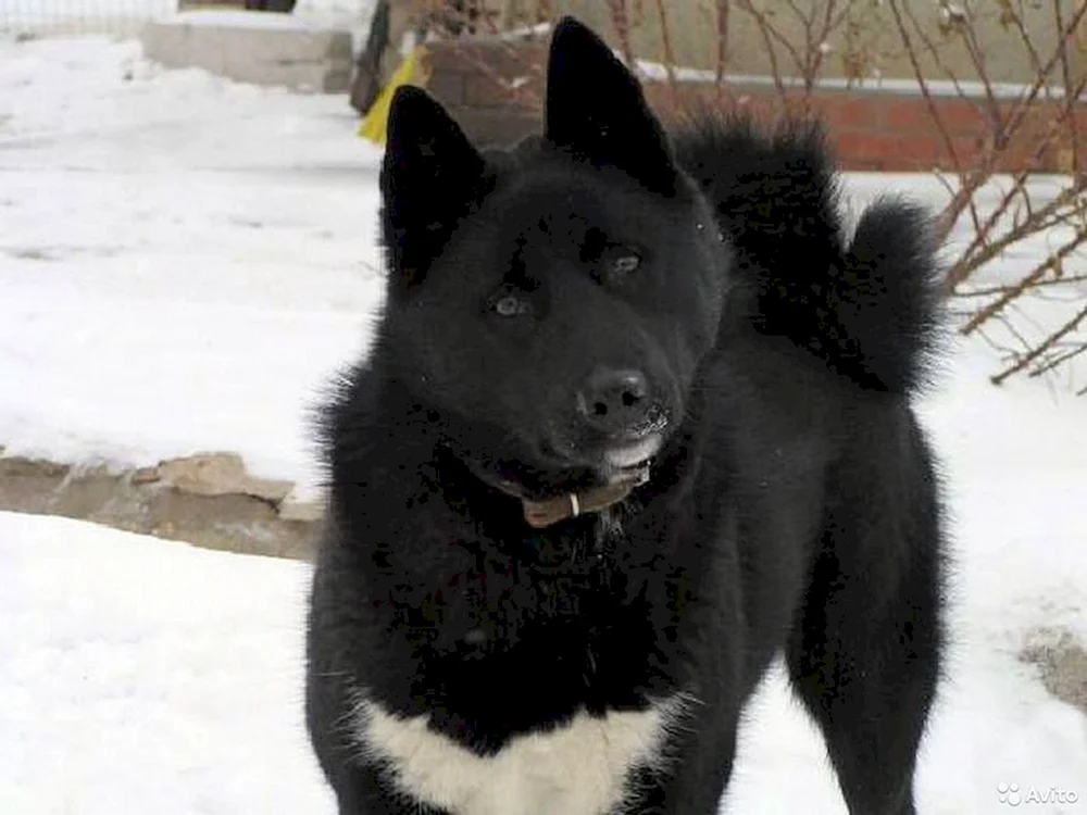 Sibirischer Europäischer Schlittenhund