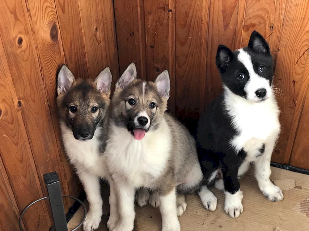 Ostsibirischer Husky Hundewelpen