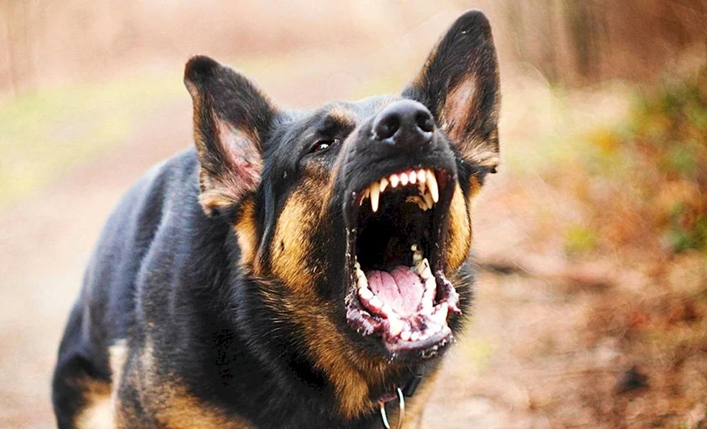 Lachender Deutscher Schäferhund