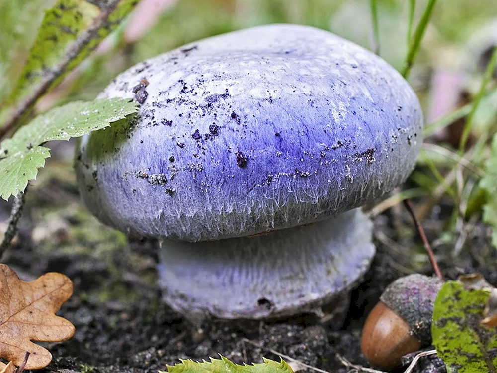 Violetter Vogelbeerpilz