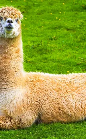 Lama-Alpaka guanaco