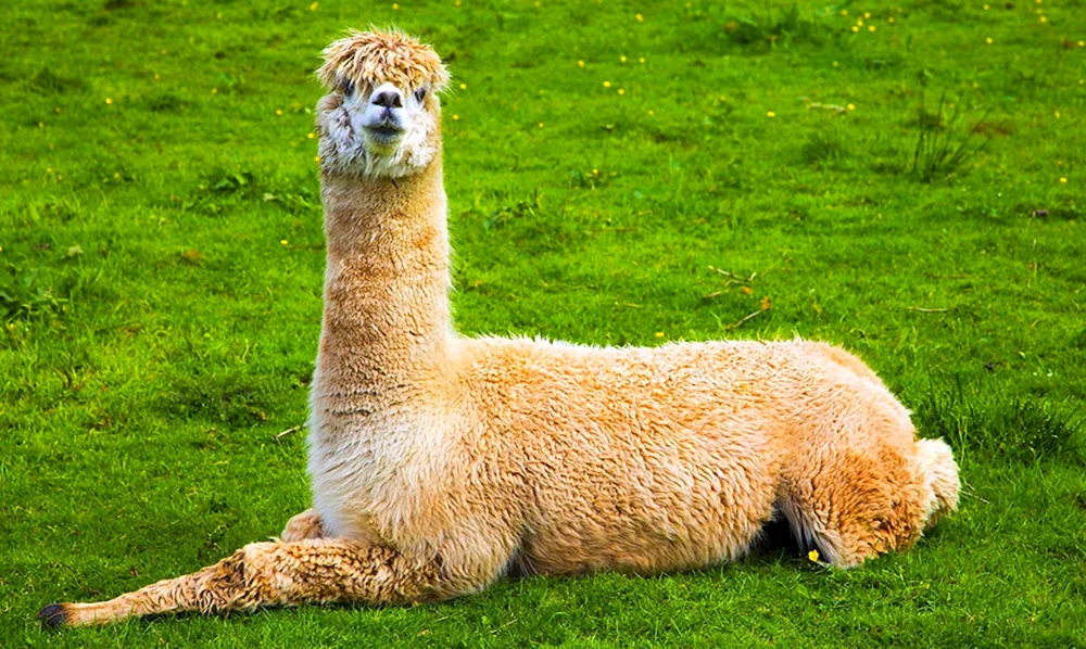 Lama-Alpaka guanaco