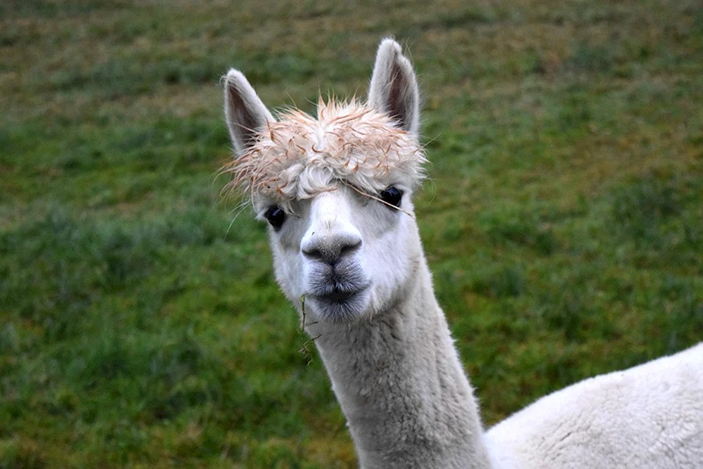 Lama-Alpaka guanaco
