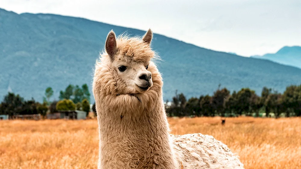 Lama-Alpaka guanaco Vicuña