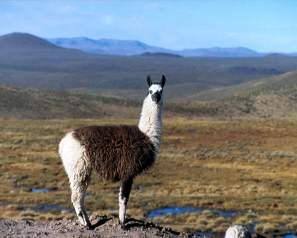 Lama Alpaka Guanaco