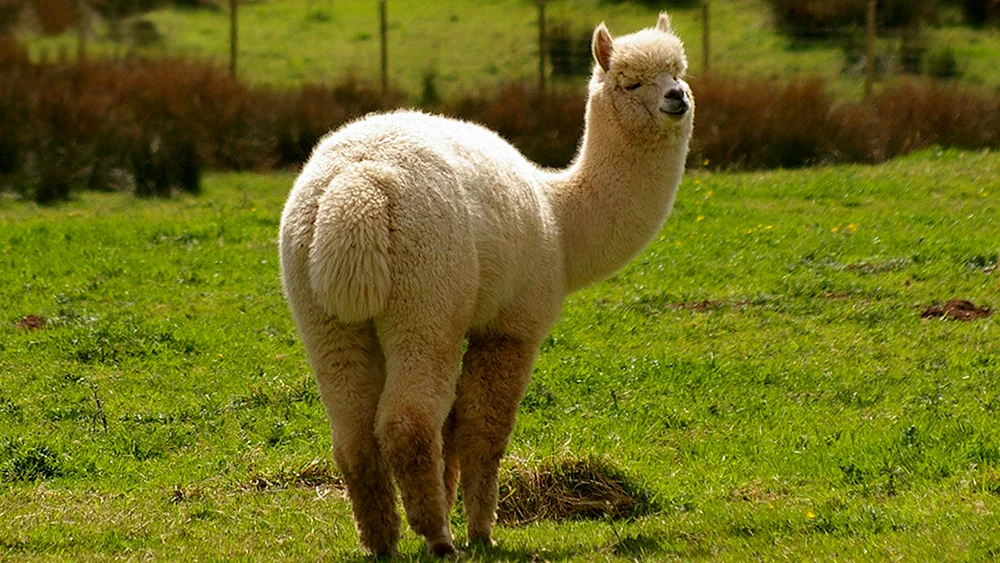 Lama Alpaka Guanaco Vicuña