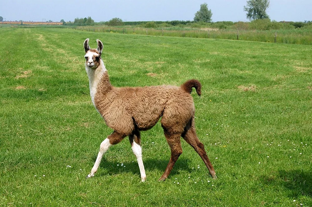Lama-Alpaka guanaco Vicuña