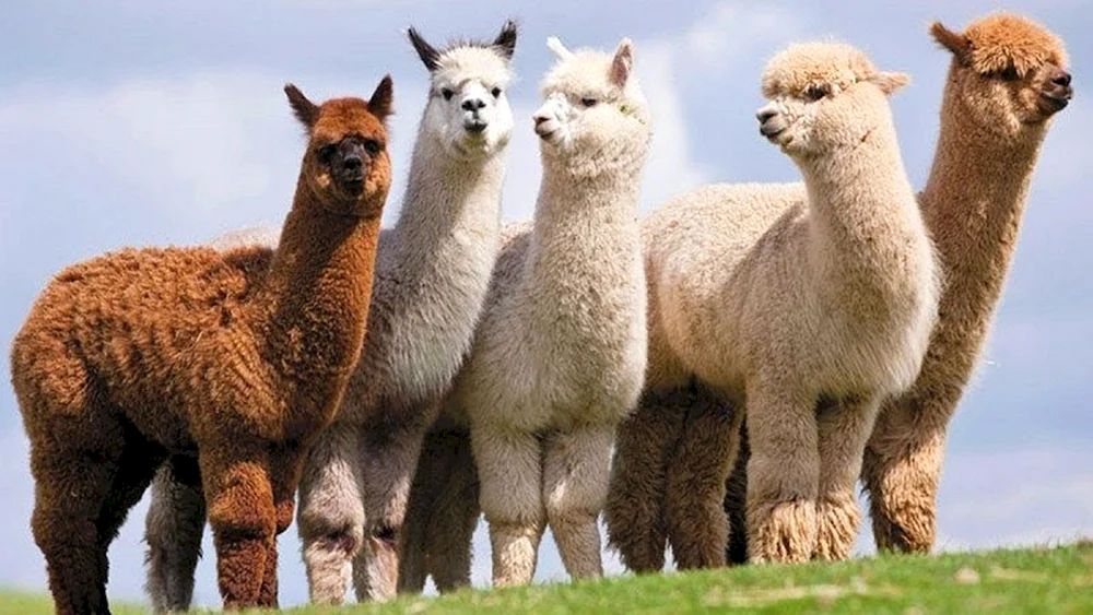 Lama-Alpaka guanaco Vicuña