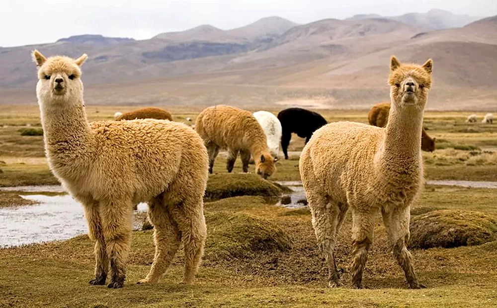 Lama-Alpaka guanaco. Vicuña