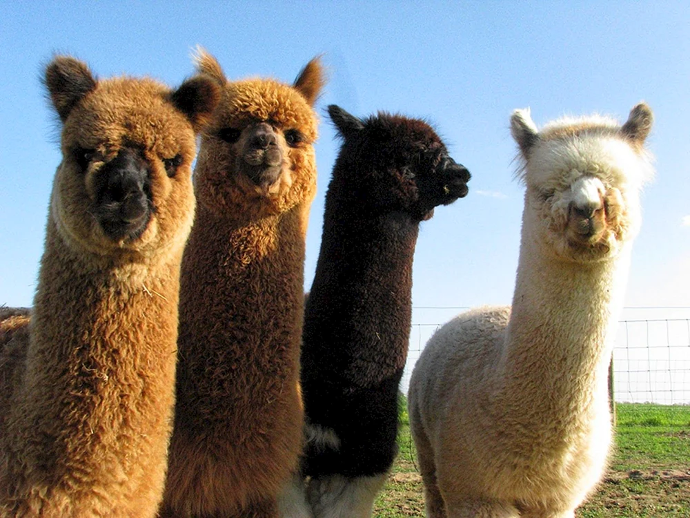 Lama Alpaka Guanaco