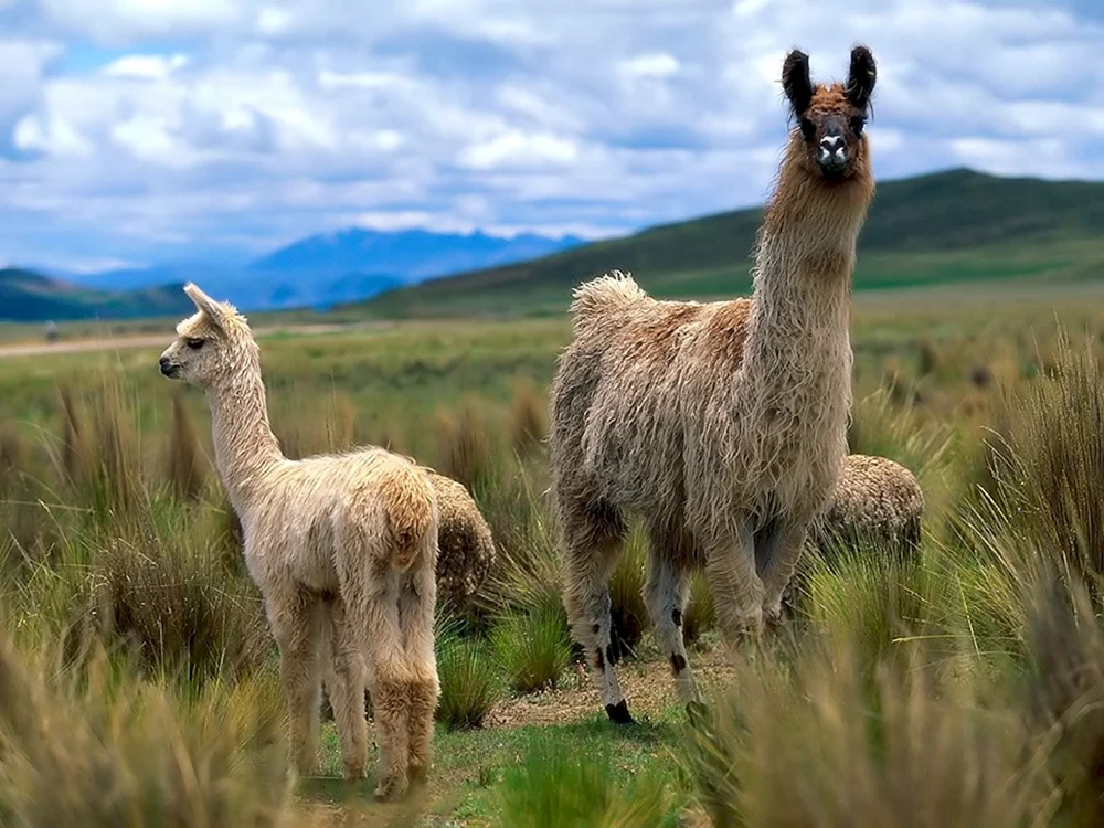 Peru Alpaka