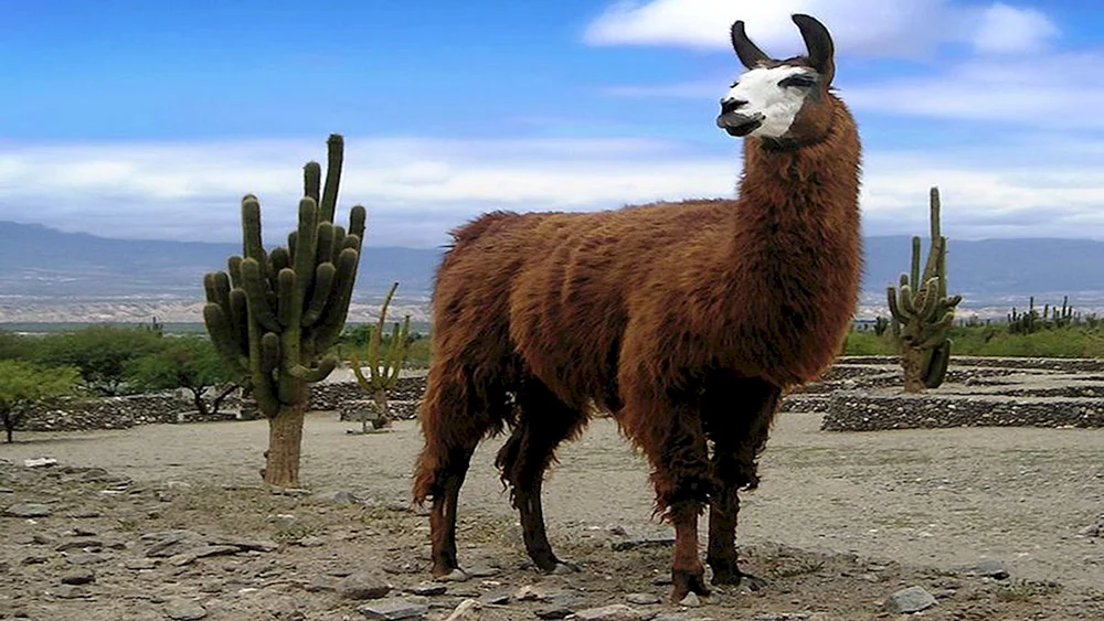 El Paco Lama