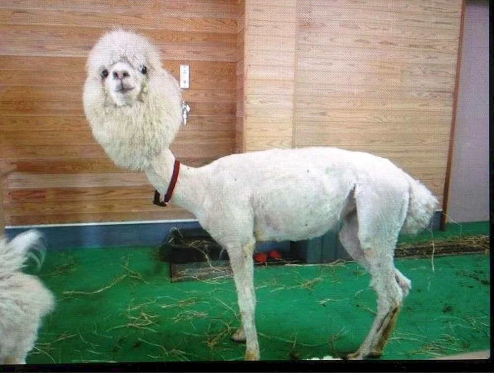 Lama bucklig