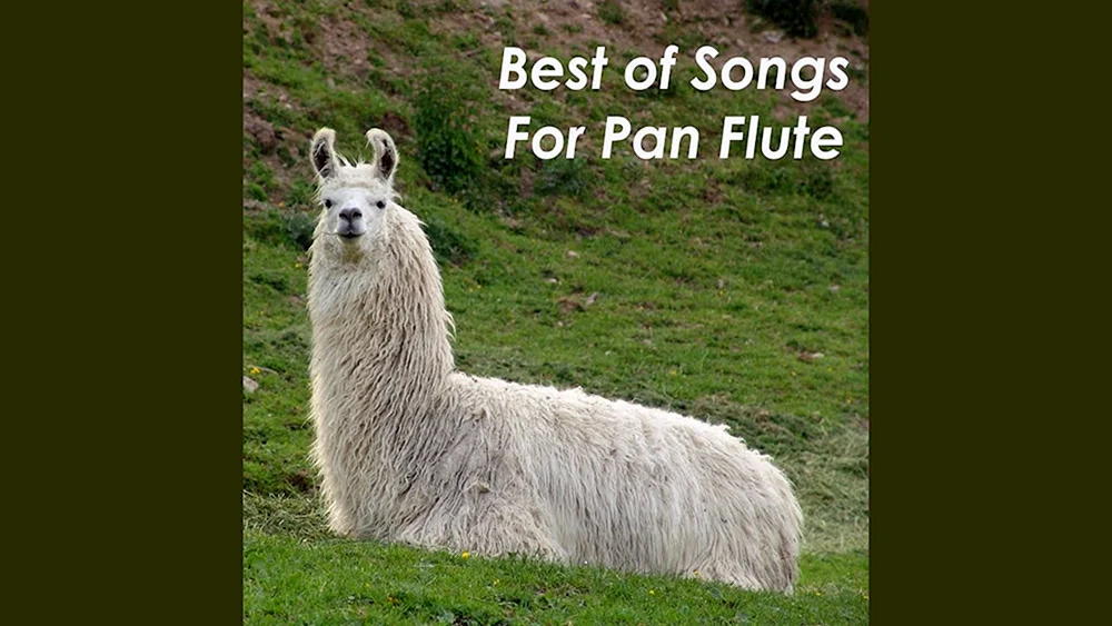 Lama und Alpaka