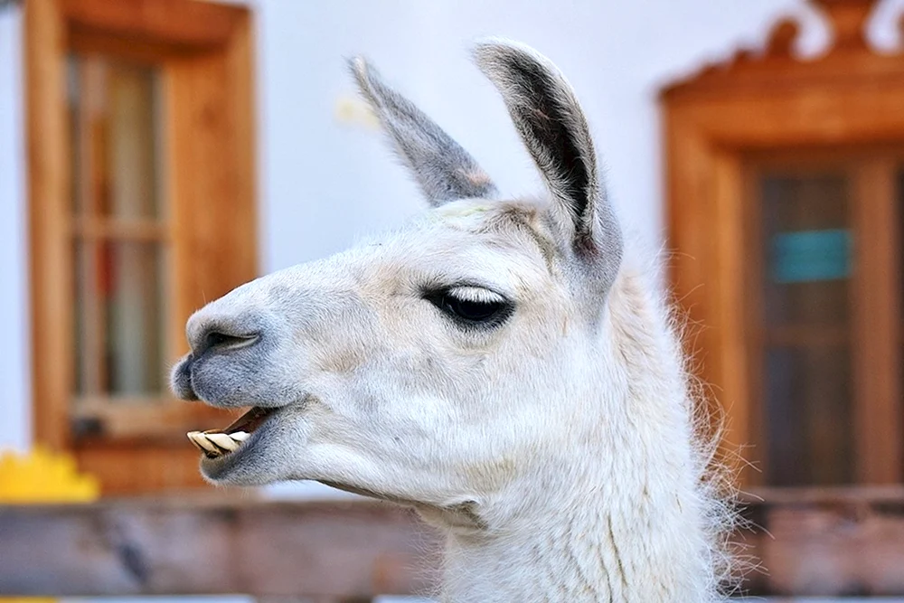 Lama Bucklige