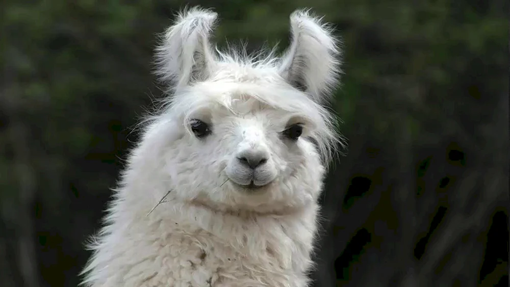 Lama-Alpaka und Alpaka
