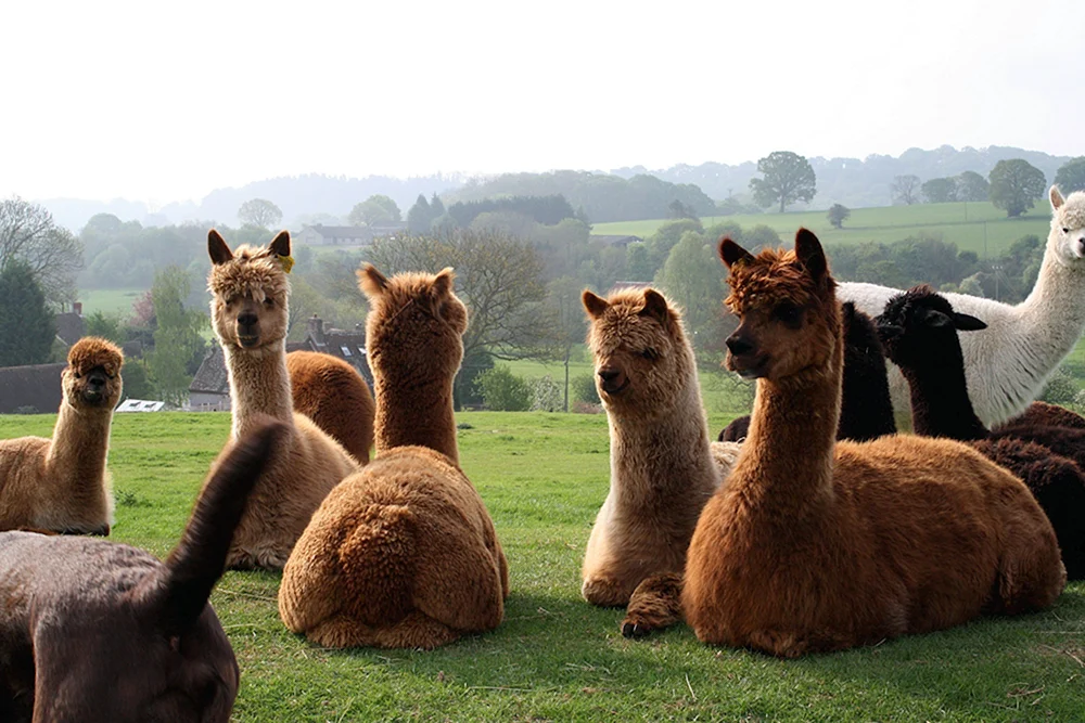 Peru Lama Alpaka