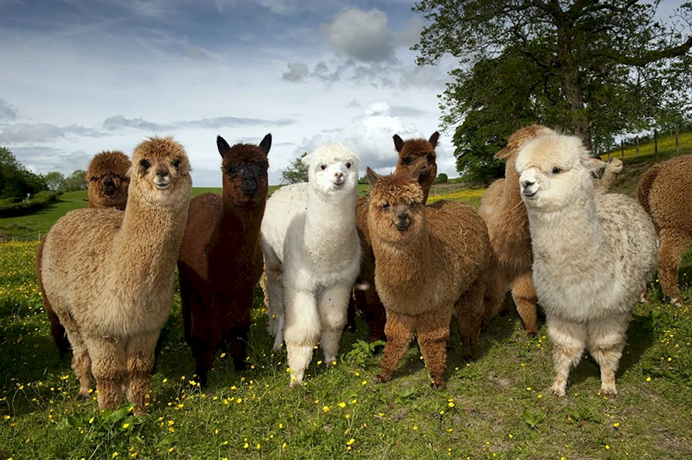 Lama Guanaco