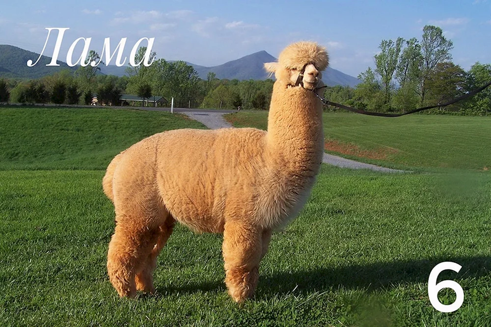 Lama-Suri-Alpaka