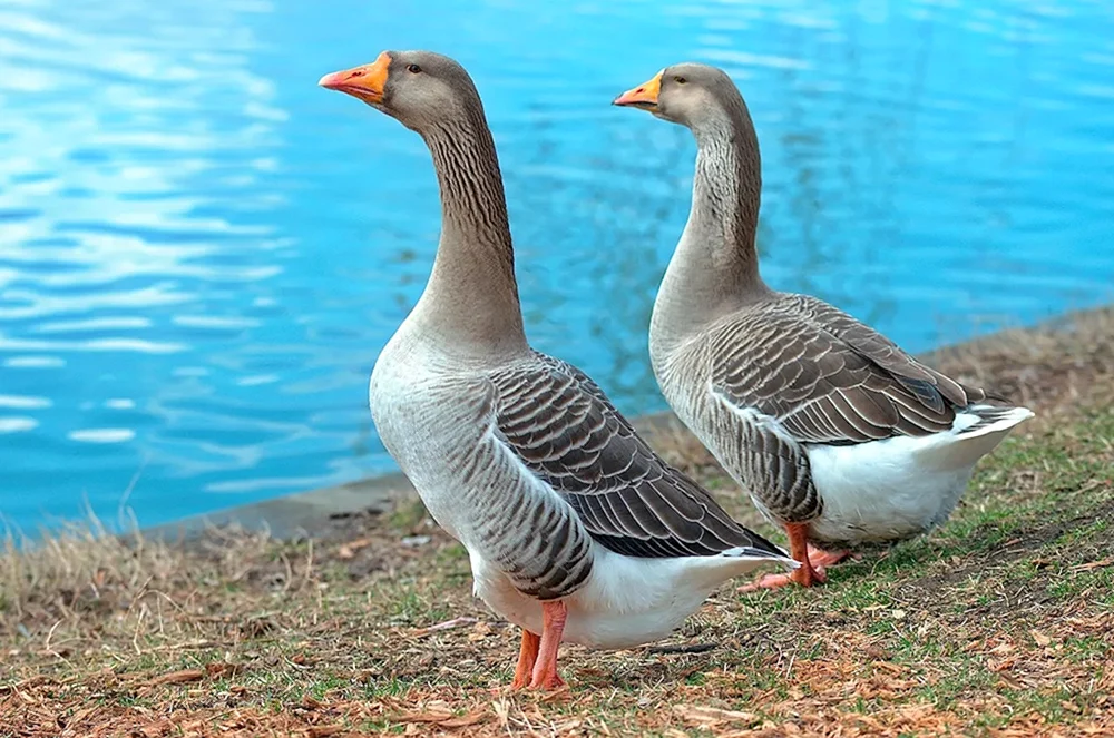 Rheinische Gans