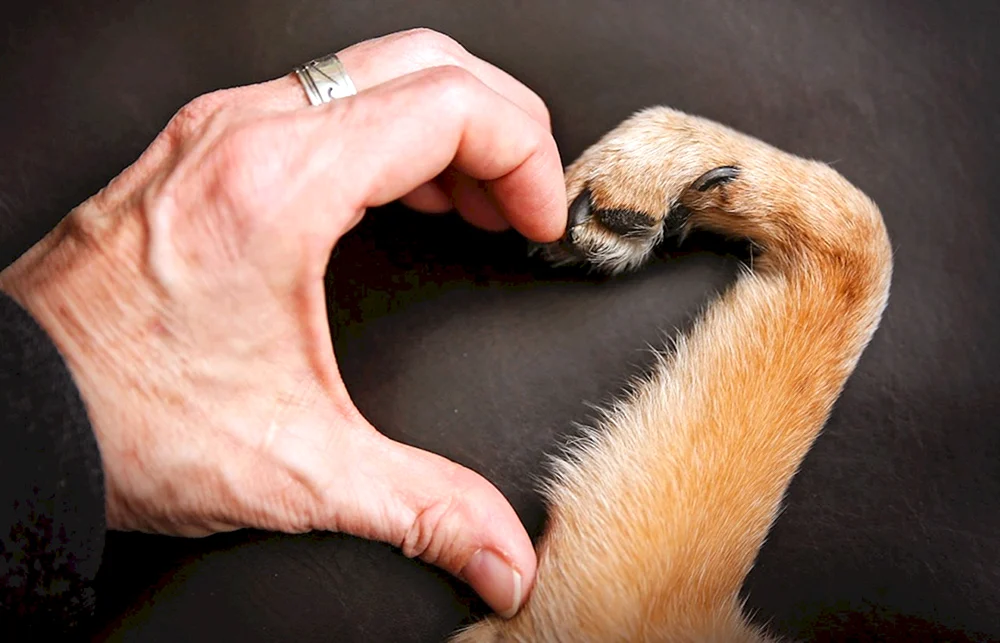 Hund und Menschenhand