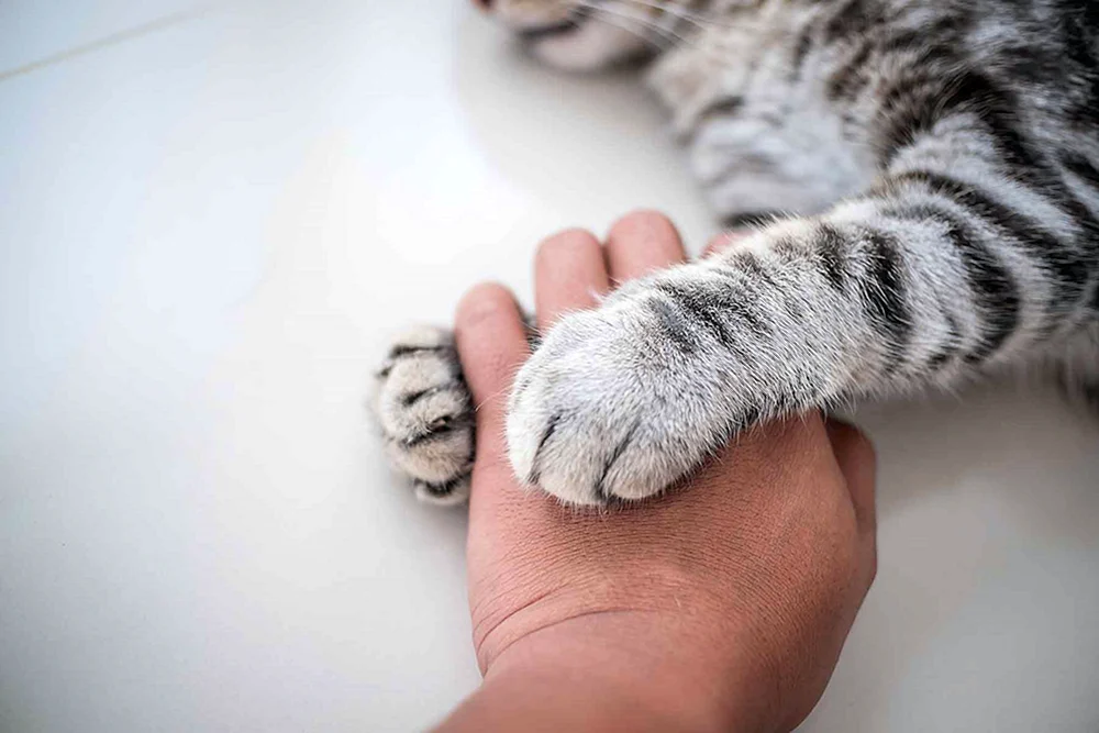 Katzenpfötchen. Katze