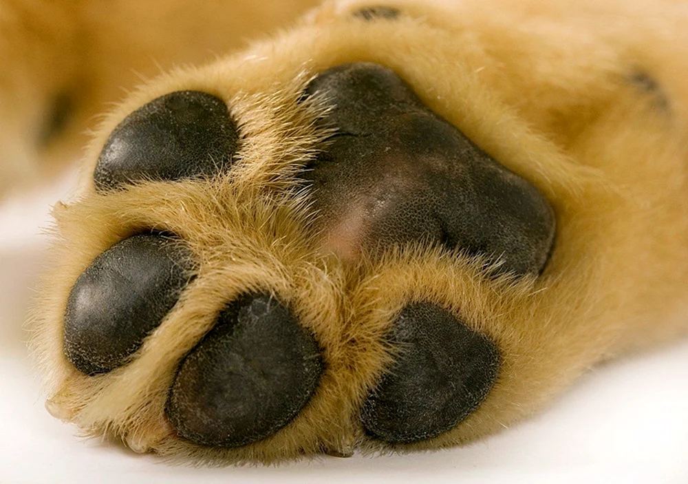 Pfote Hund
