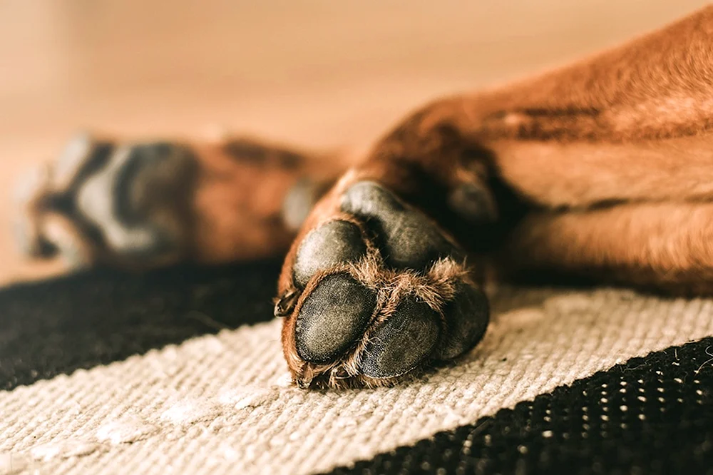 Hund Hand und Pfote