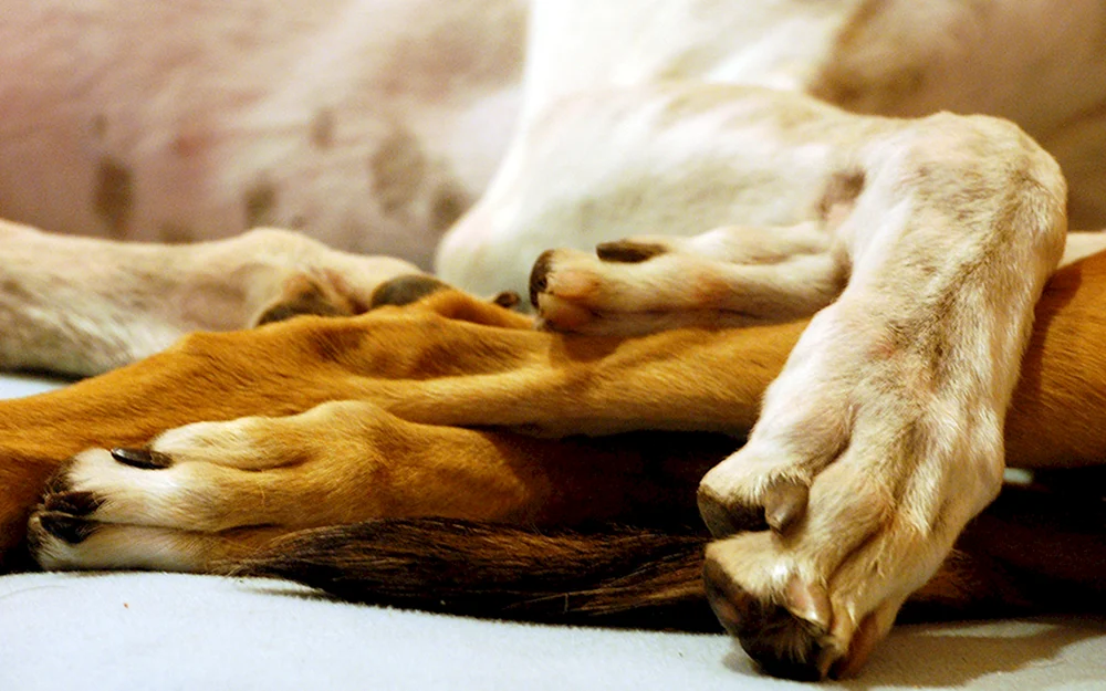 Pfote Hund