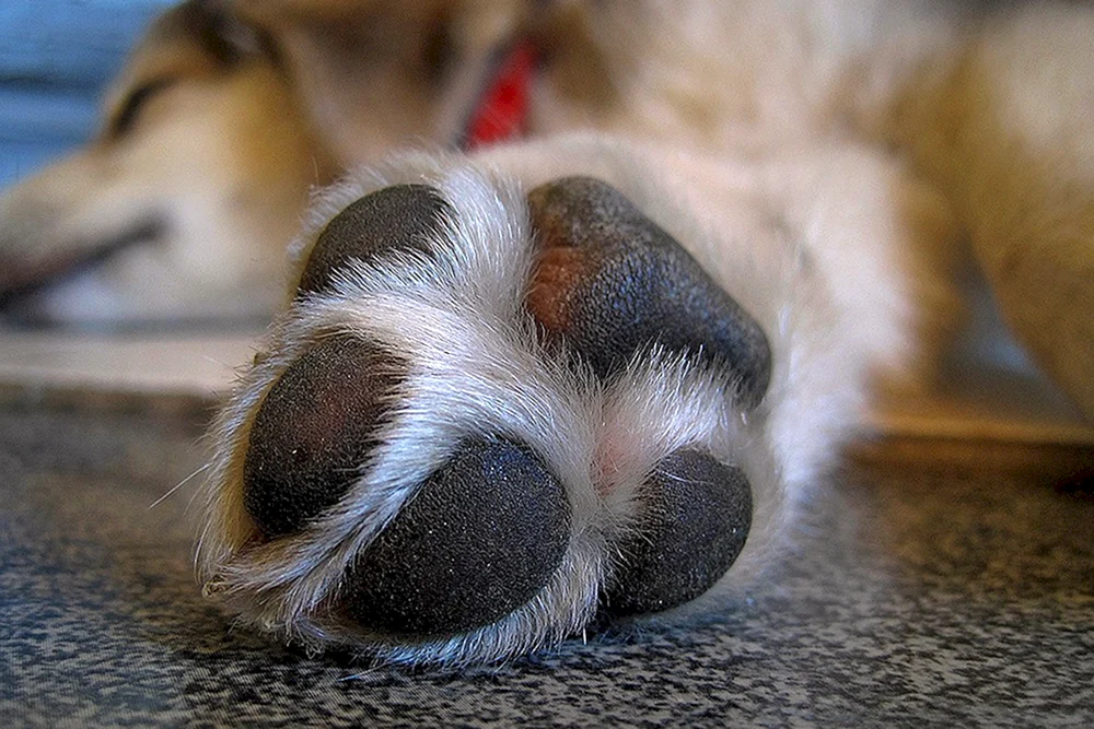 Pfote Hund