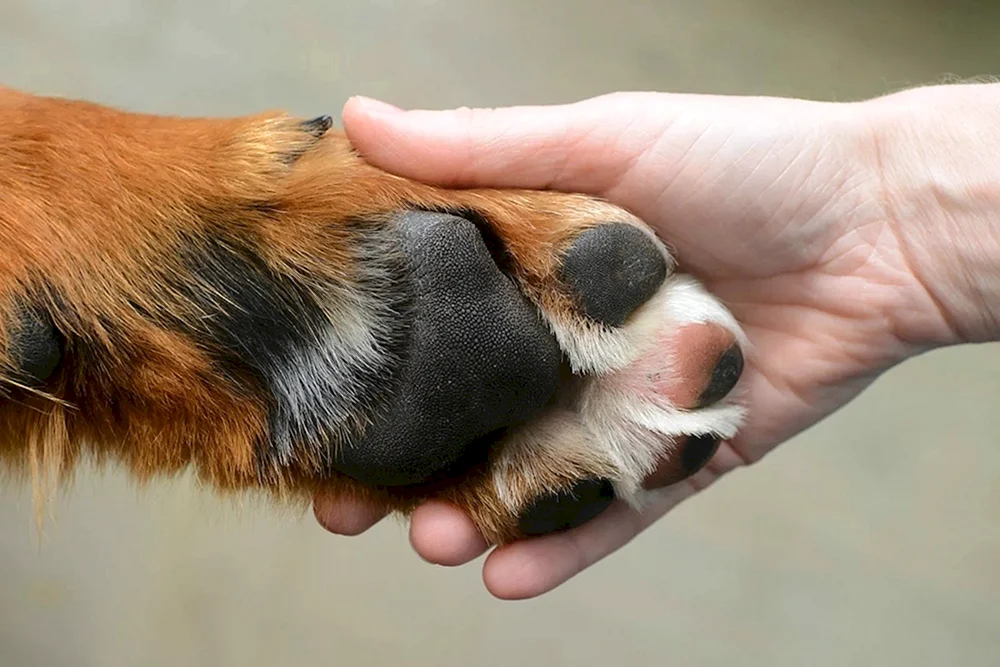 Pfotenhunde