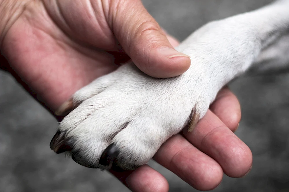 Hunde