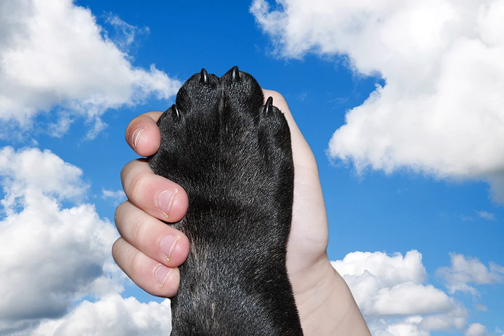 Pfotenhunde