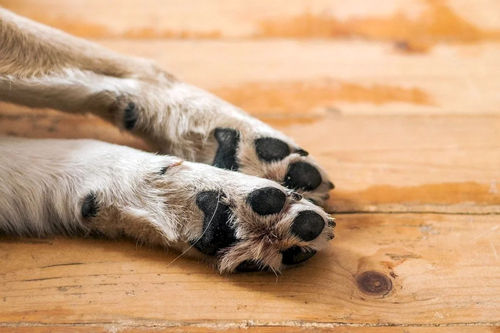 Pfote Hund