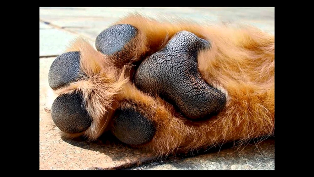 Hund Hund