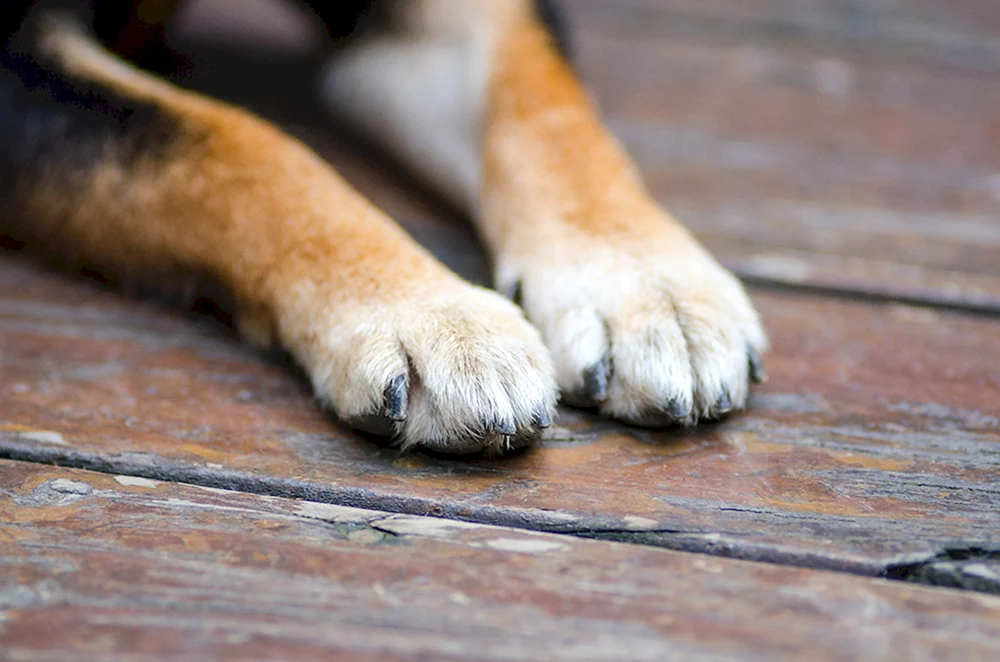 Pfote Hund