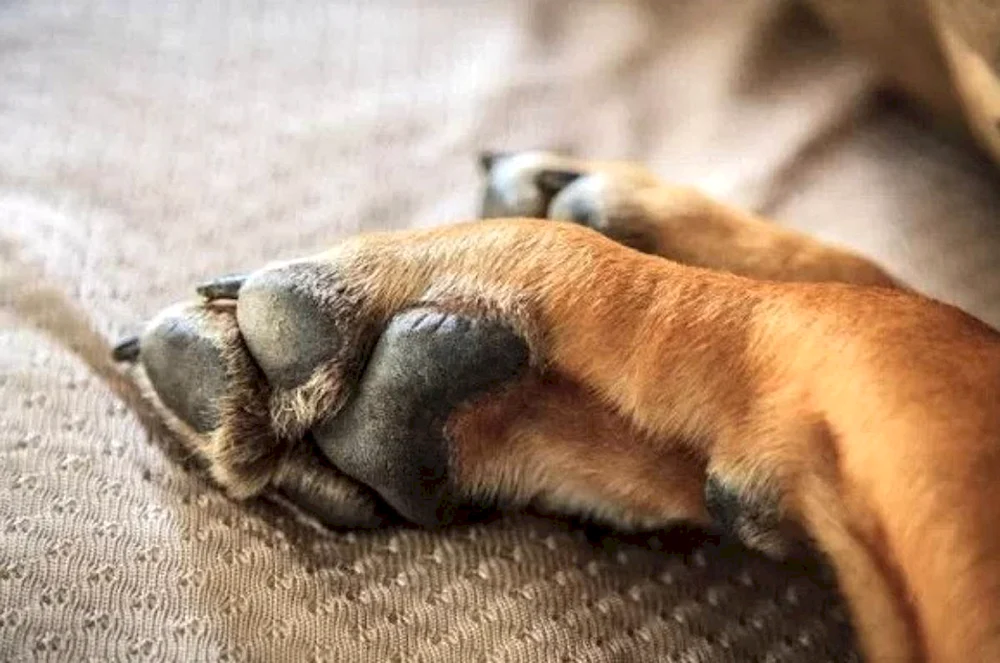 Hund Hund