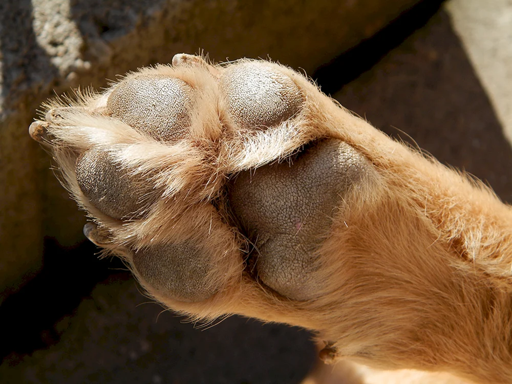 Hund Pfote
