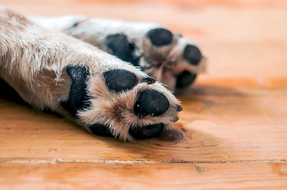Pfote Hund