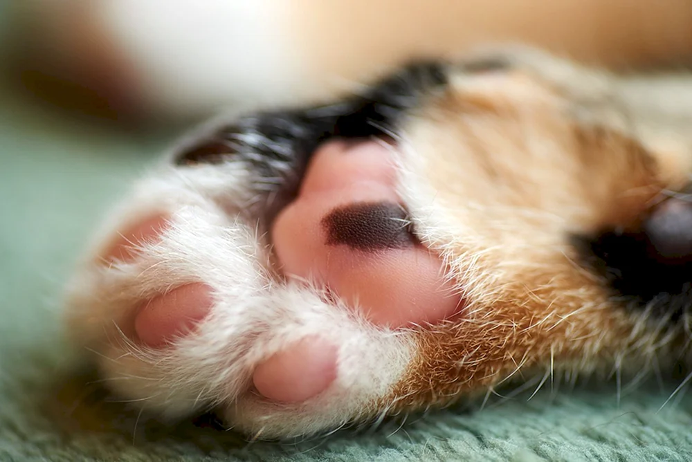 Katzenpfote