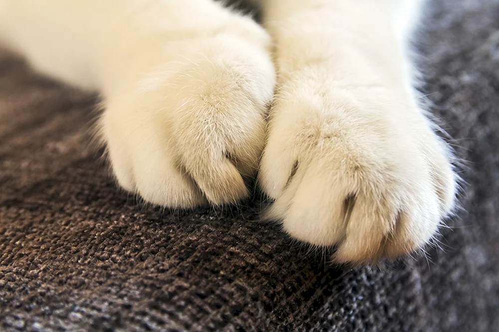 Katzenpfote mit Krallen
