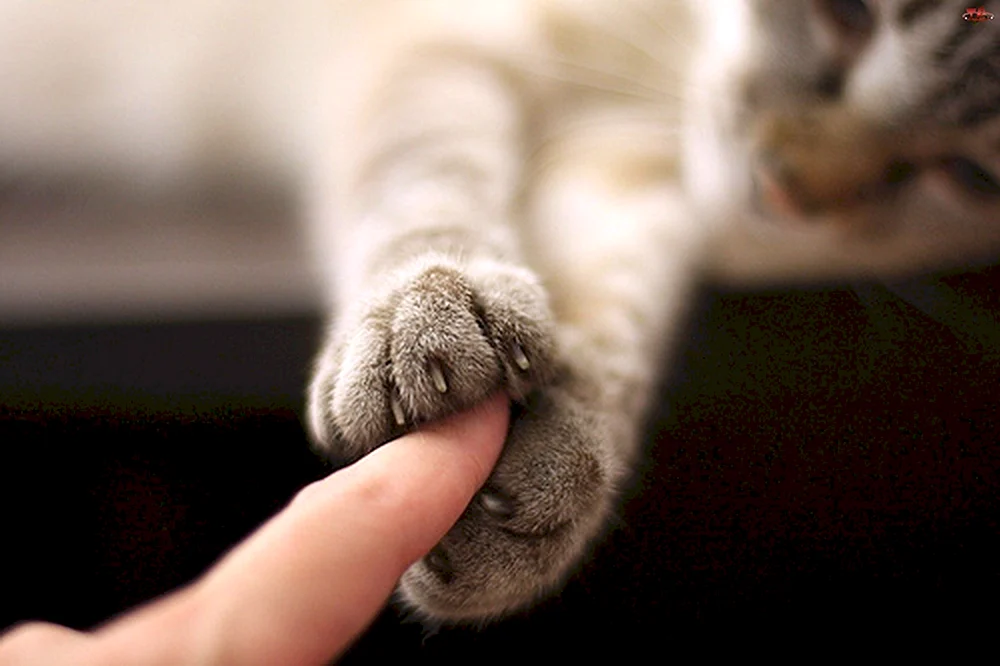 Katzenpfote