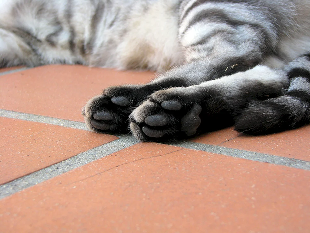 Katzenpfote mit Krallen