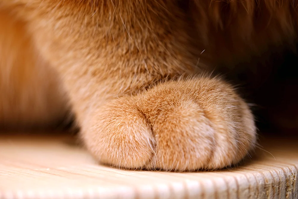 Katzenpfoten